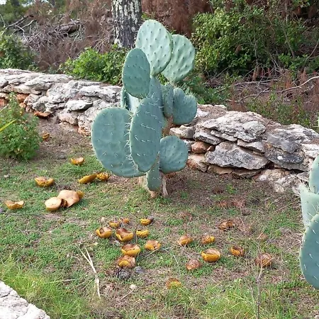 Secluded House - Ugljan - 23713 Kali