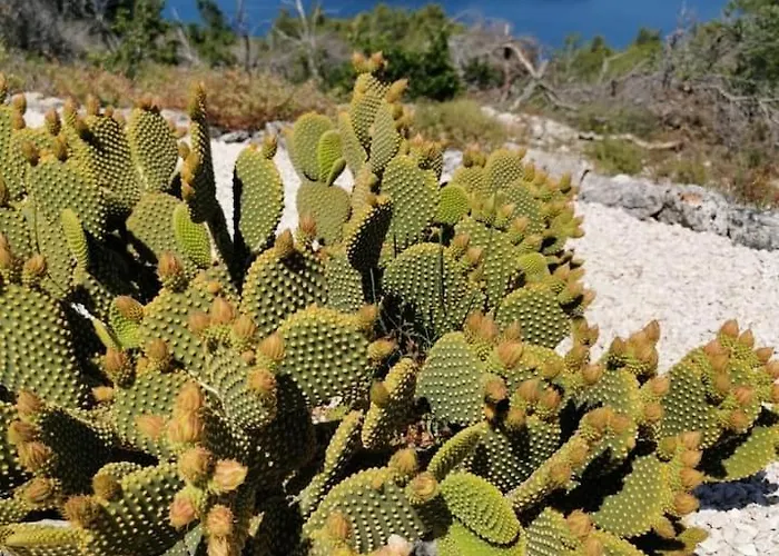 Дом отдыха Secluded House - Ugljan - 23713 Кали